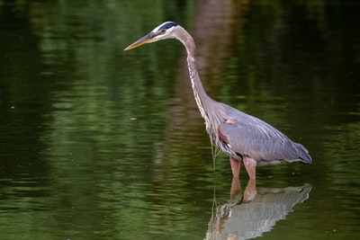 grey bird on brown wooden log in lake